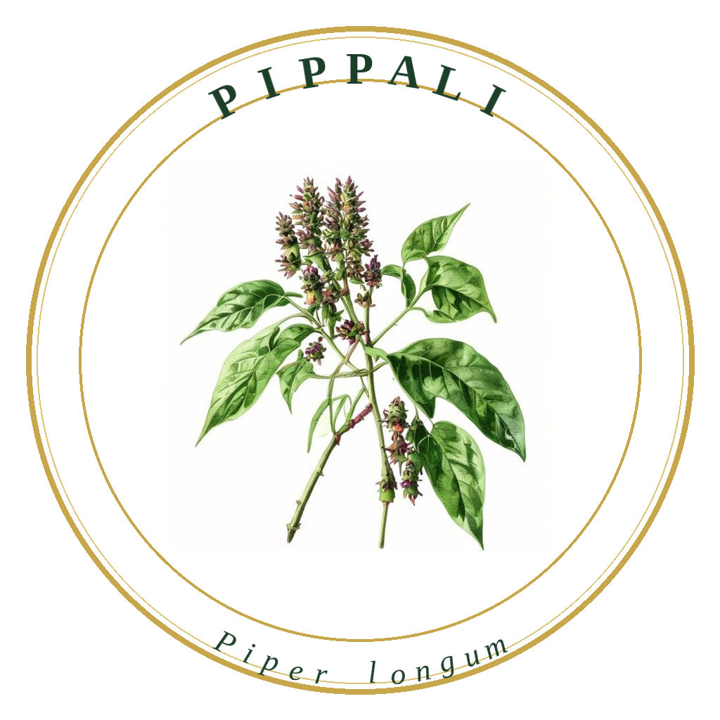 Pippali