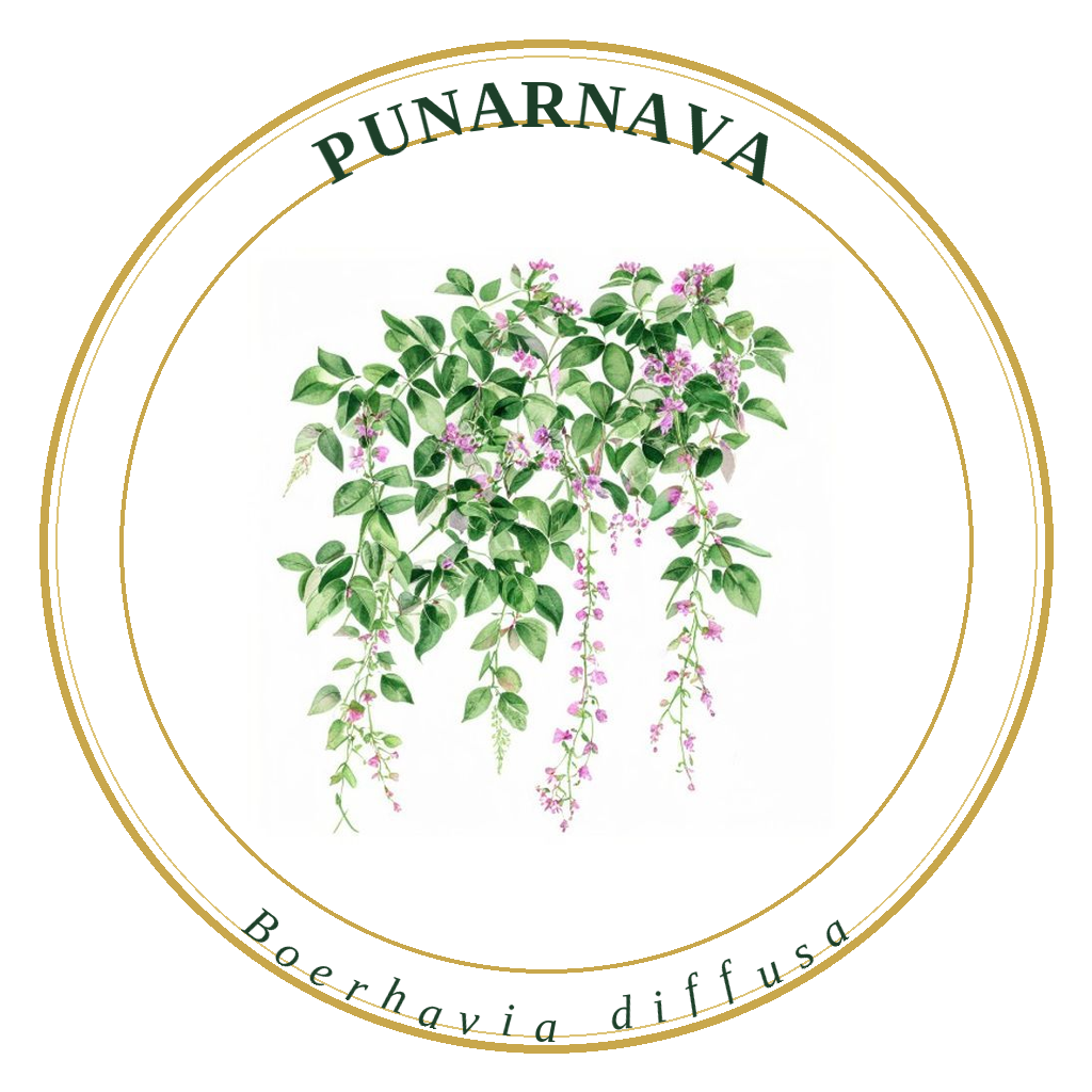 Punarnava