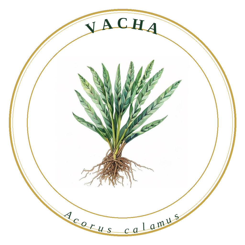 Vacha
